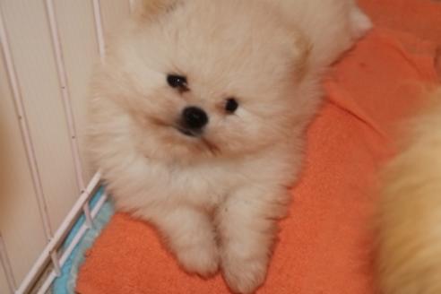 成約済の静岡県のポメラニアン-81885の17枚目